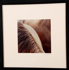 Equine Photograph #830