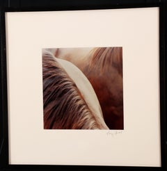 Equine Photograph #830