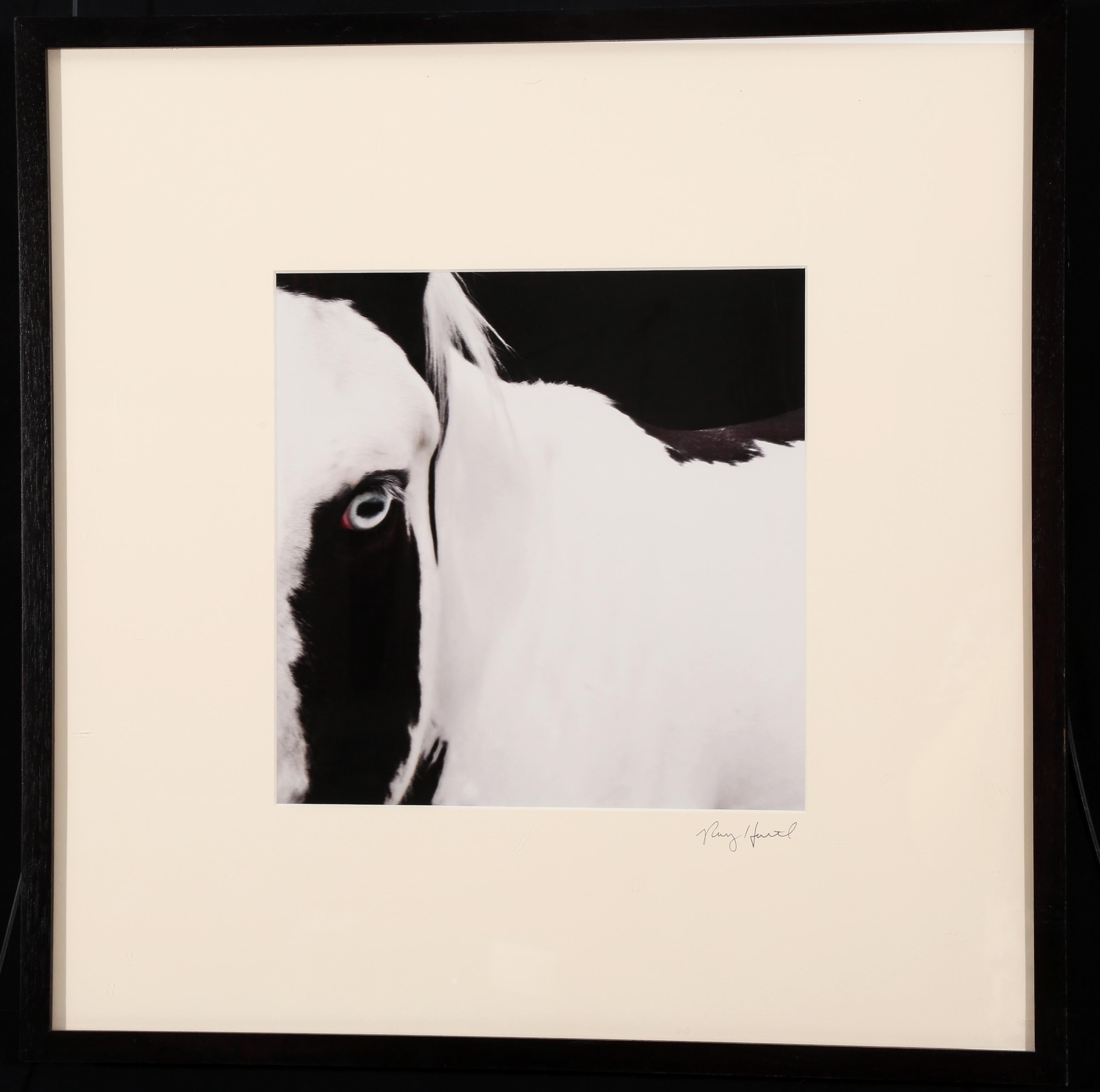 Ray Hartl Figurative Photograph - Equine Photograph #849