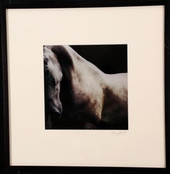 Equine Photograph #869