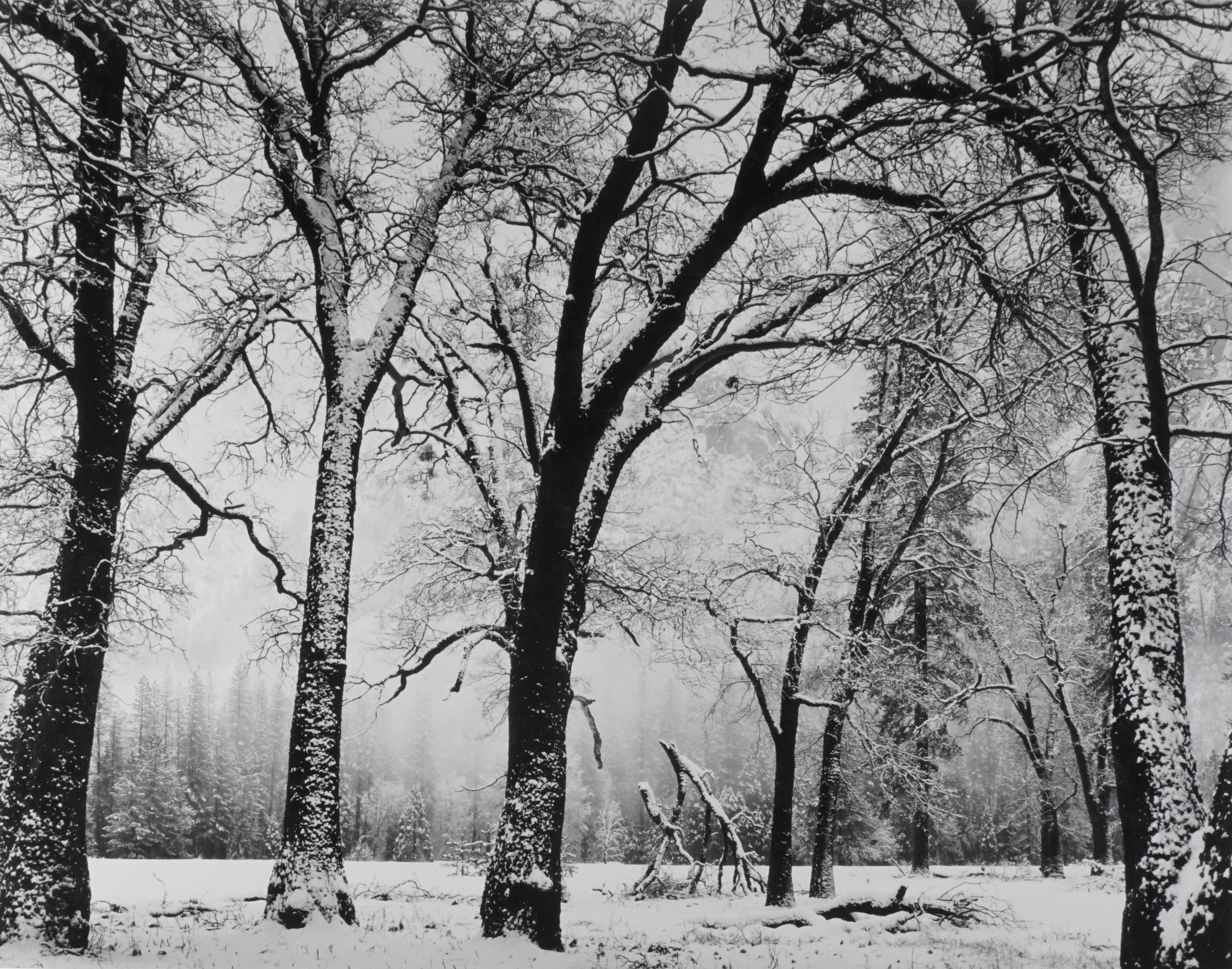 Ray McSavaney Black and White Photograph - Walking Trees, El Capitan Meadow, Yosemite, 1983