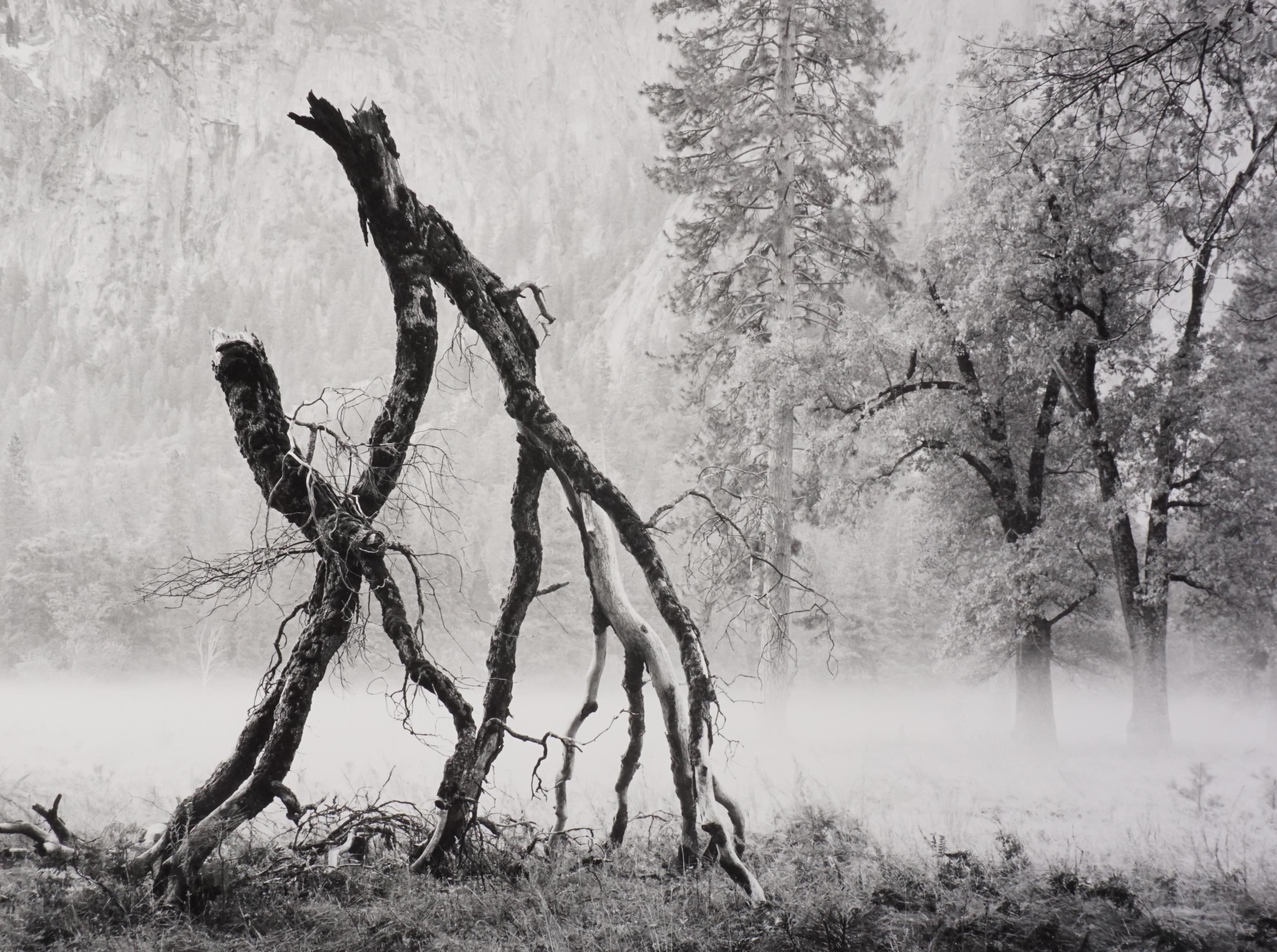 Ray McSavaney Black and White Photograph - Walking Trees, Yosemite, 1984