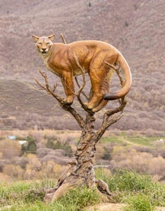 Sous un œil vigilant