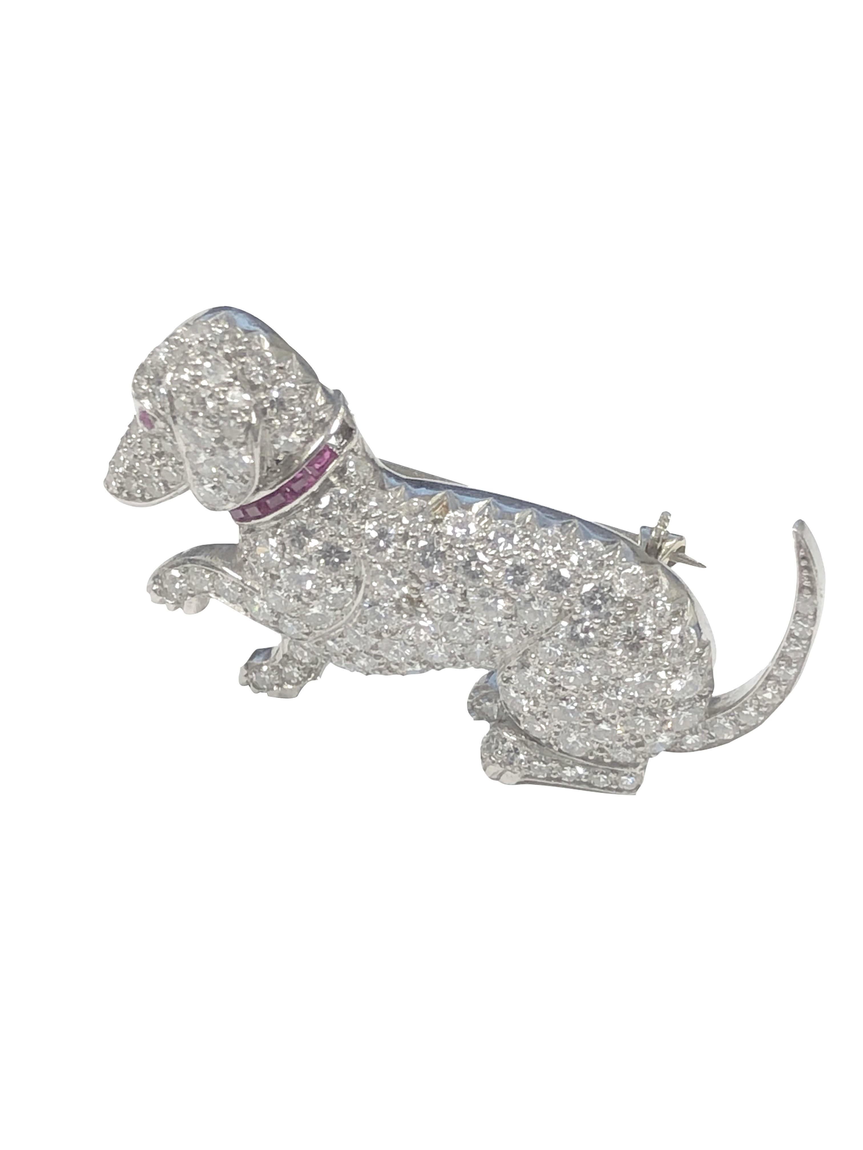 platinum dachshund