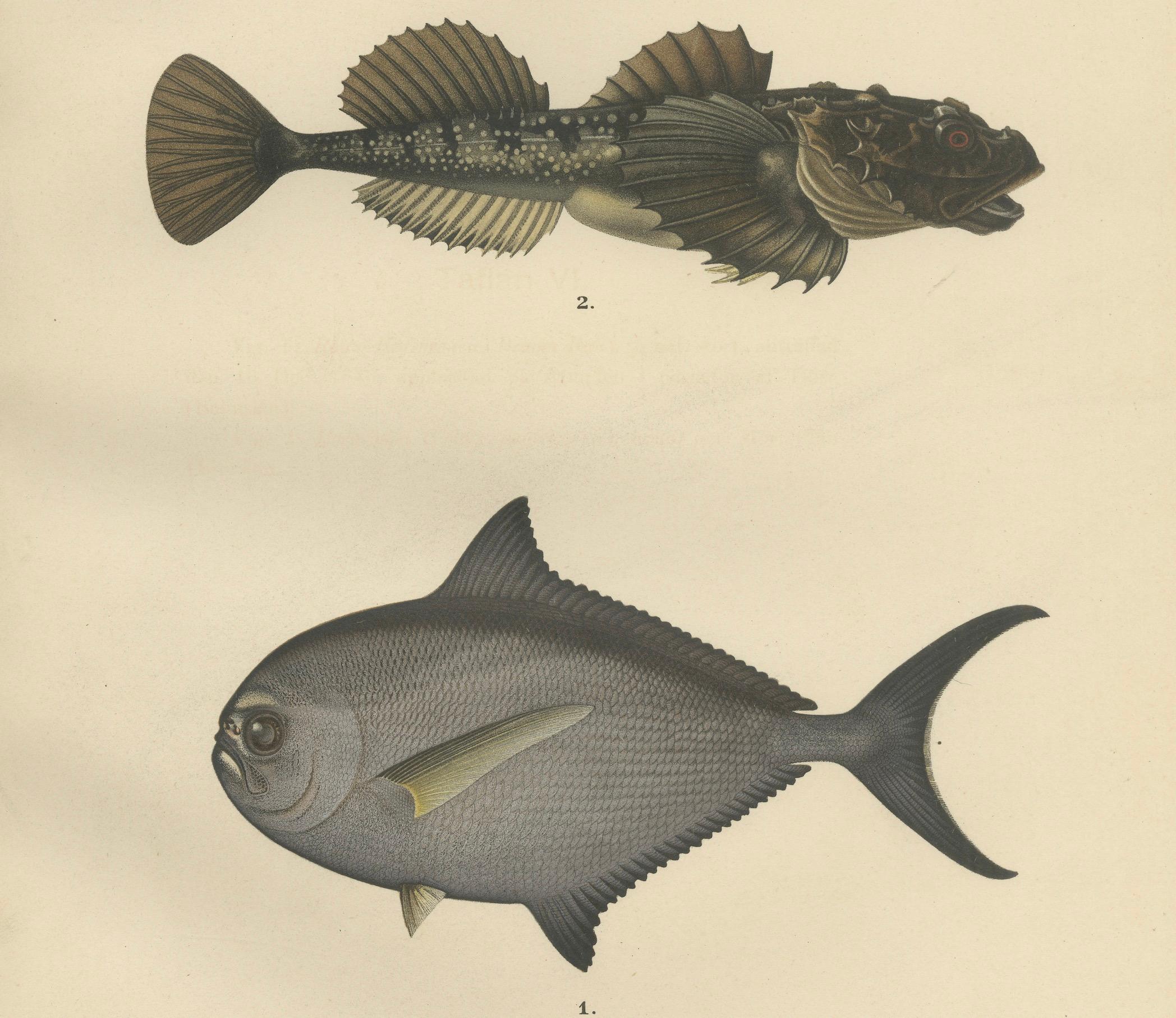 Gepanzerter Stierkopf, Atlantische Makrele und Atlantische Stöcker - Atemberaubende skandinavische Fischlithografie  

Diese bemerkenswerte Lithografie aus dem 19. Jahrhundert von *Skandinaviens Fiskar* zeigt drei verschiedene skandinavische