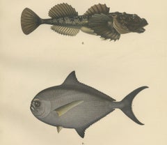 Ray’s Bream and Fourhorn Sculpin - Rare Scandinavian Fish Lithograph, 1895