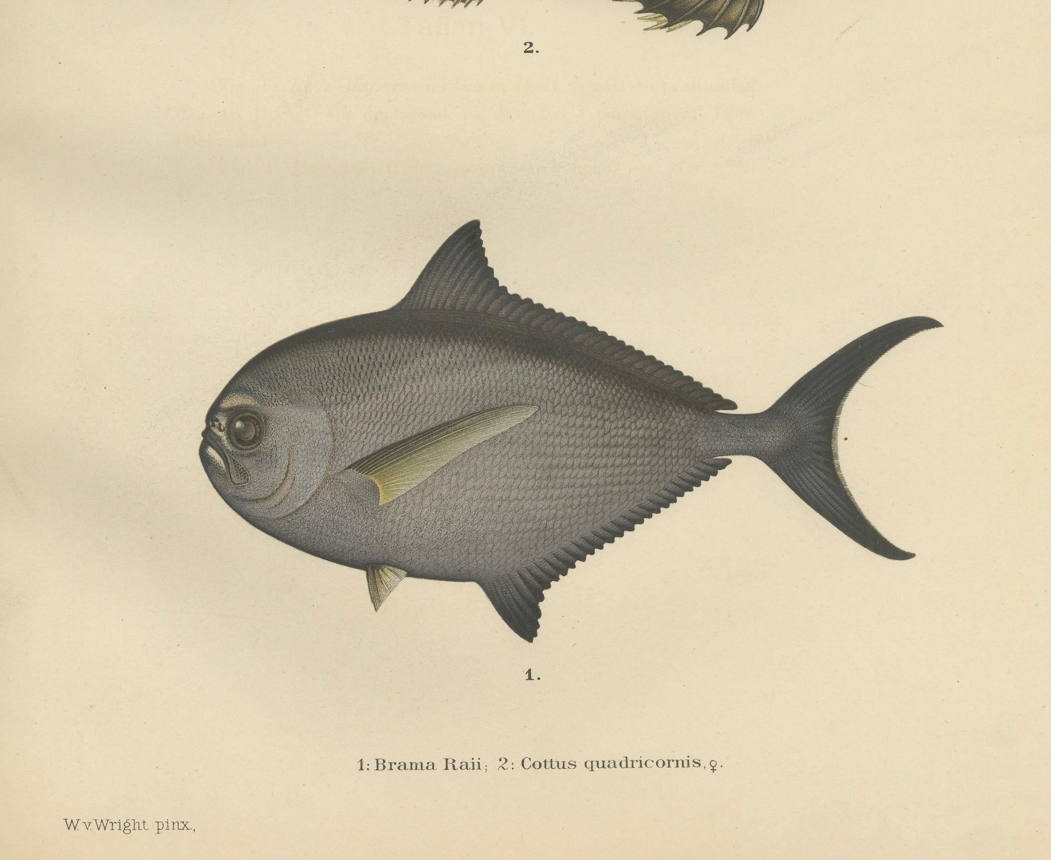 Rochenbrasse und Fourhorn Sculpin - Seltene skandinavische Fischlithographie, 1895 im Zustand „Gut“ im Angebot in Langweer, NL