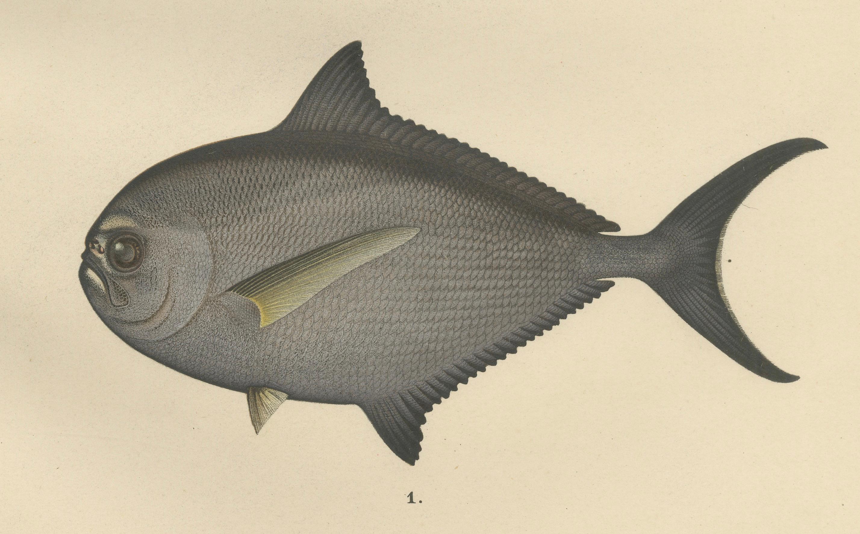 Rochenbrasse und Fourhorn Sculpin - Seltene skandinavische Fischlithographie, 1895 (Spätes 19. Jahrhundert) im Angebot