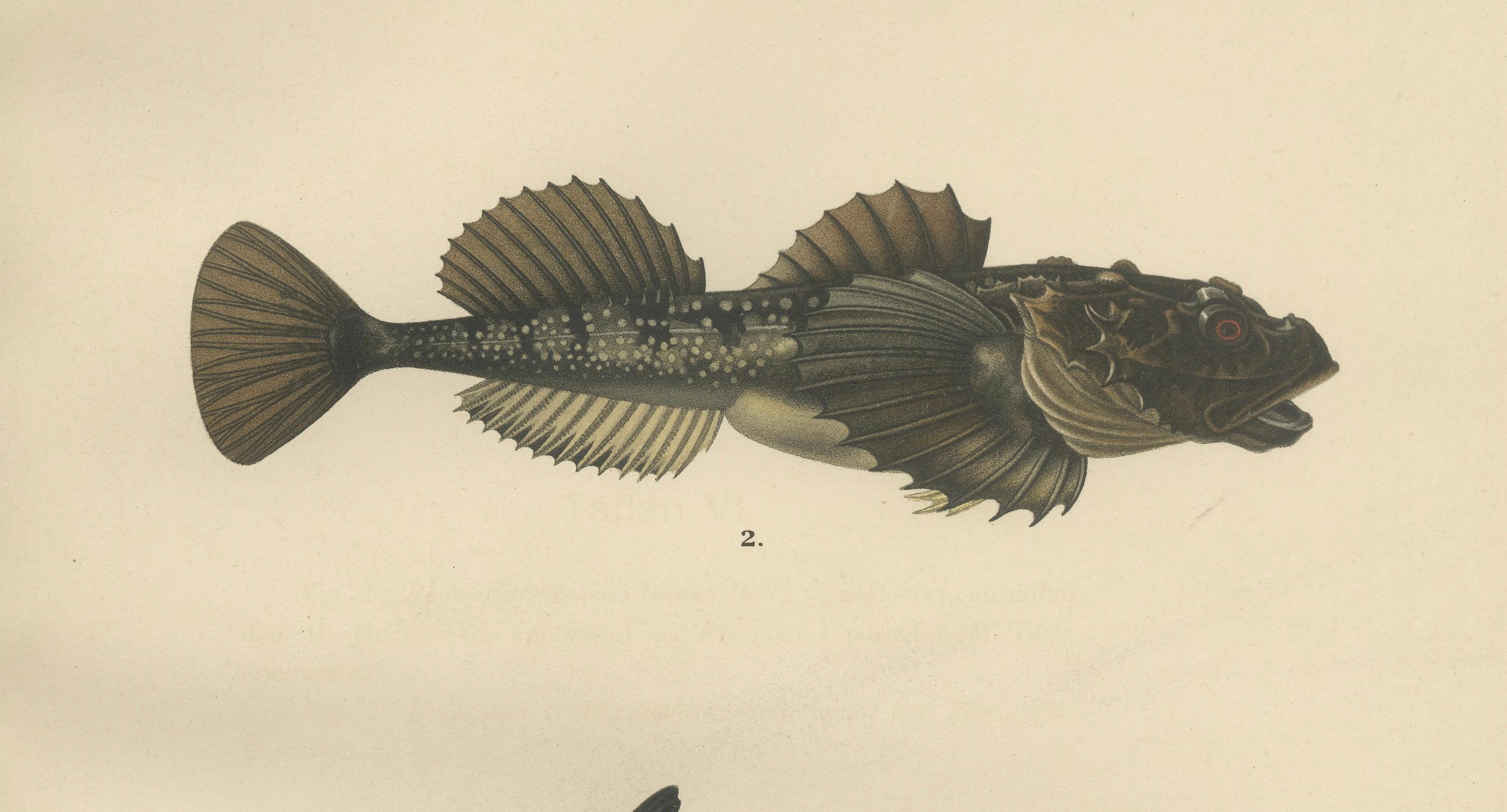 Rochenbrasse und Fourhorn Sculpin - Seltene skandinavische Fischlithographie, 1895 (Papier) im Angebot