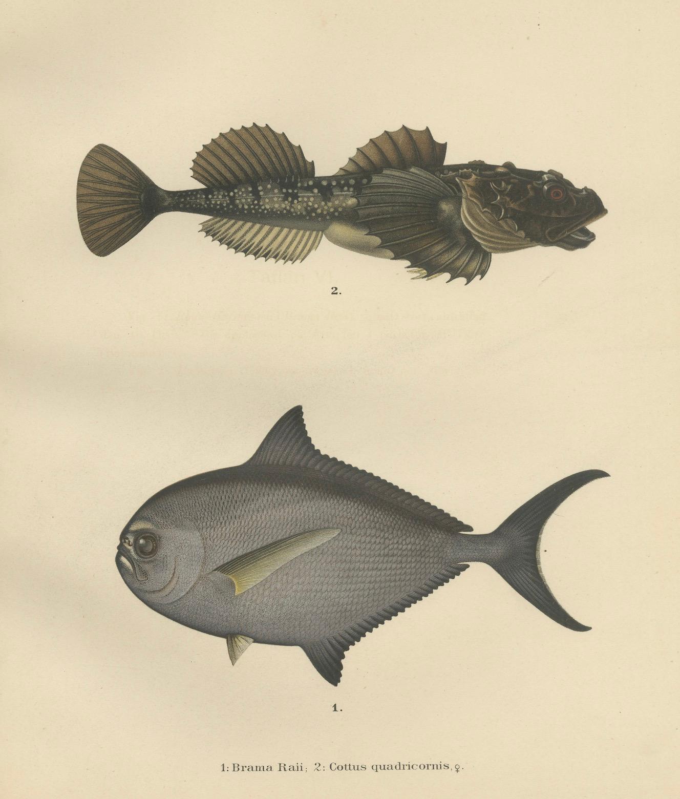 Rochenbrasse und Fourhorn Sculpin - Seltene skandinavische Fischlithographie, 1895 im Angebot 1