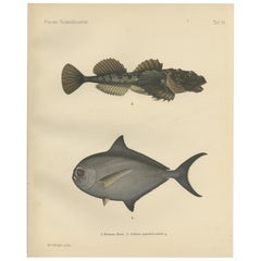 Rochenbrasse und Fourhorn Sculpin - Seltene skandinavische Fischlithographie, 1895