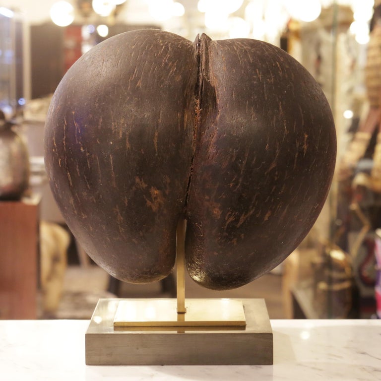 Real Coconut from Praslin on Base at 1stDibs