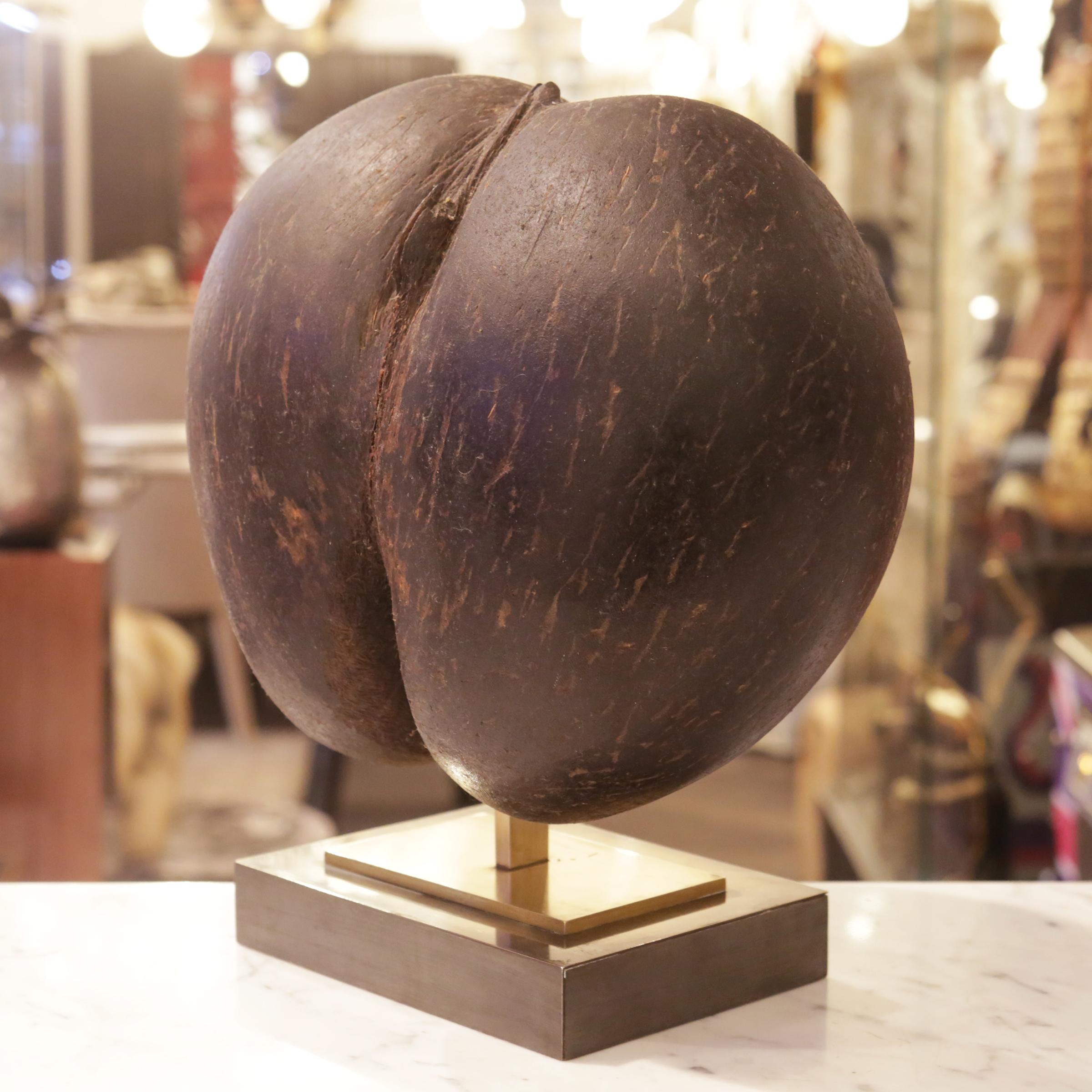 Polished Real Coconut from Praslin on Base