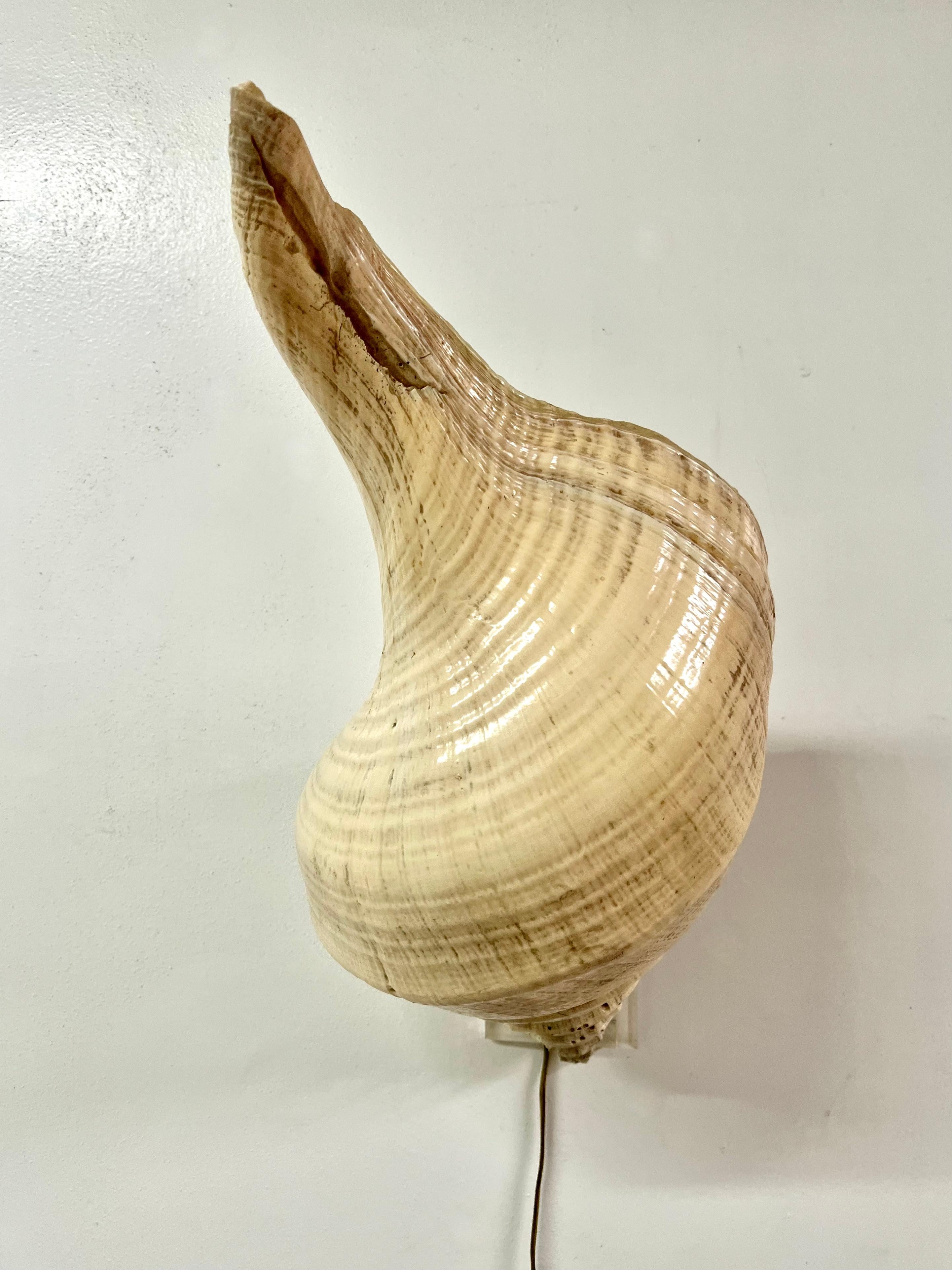 A conch shell sconce for wall hanging with a light inside. the light can also be laid flat on a table and used as a decorative piece, or laid into a garden setting.

the piece is quite unique and ready for use. The cord comes from the nearest end