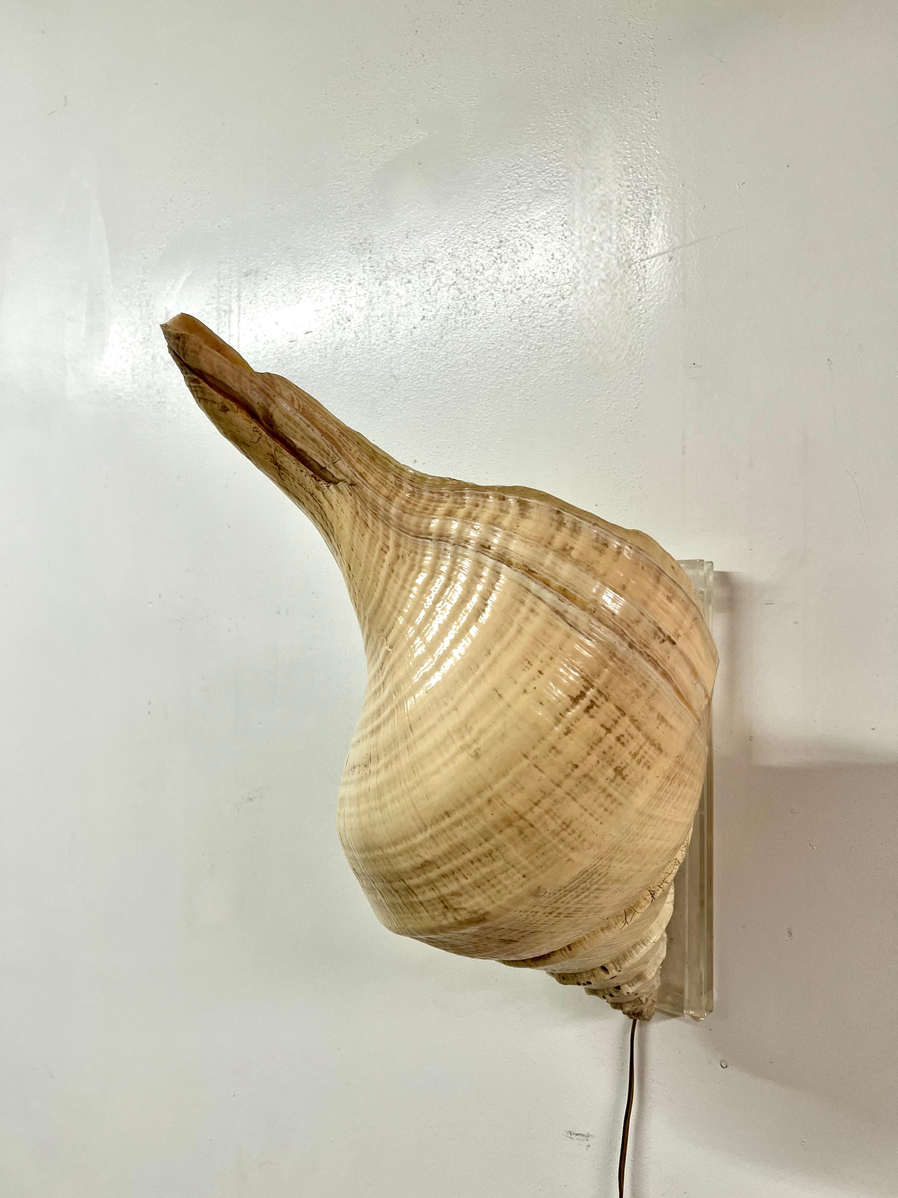 conch shell light