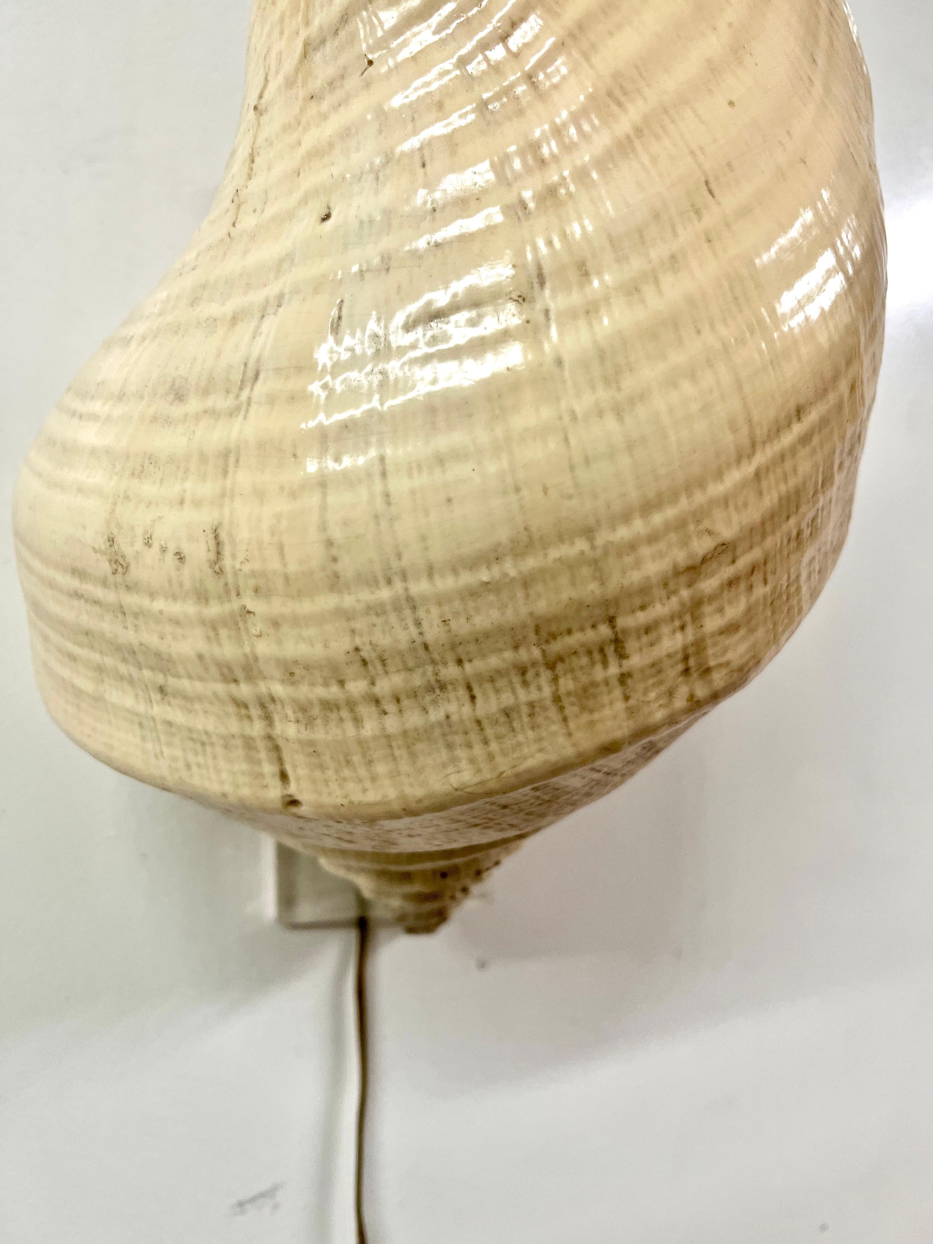 Mid-Century Modern Real Conch Shell Sconce or Table Lamp on Acrylic Base For Sale