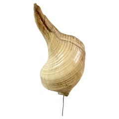 Lampe de table ou applique en coquille de conque véritable sur base acrylique
