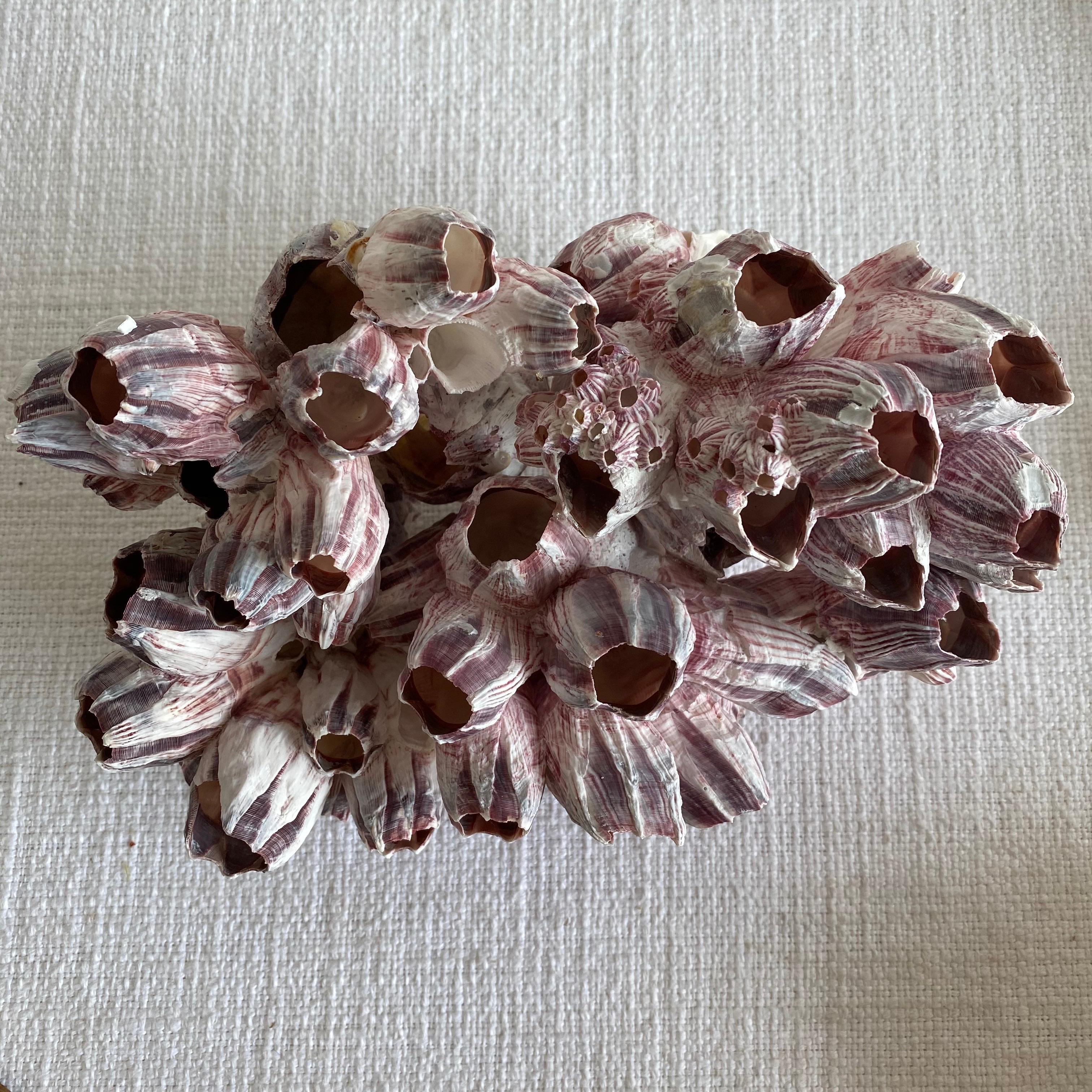 Real barnacle coral
Pink, purple and white tones
Size 10.5” x 7.5” x 6.5”.