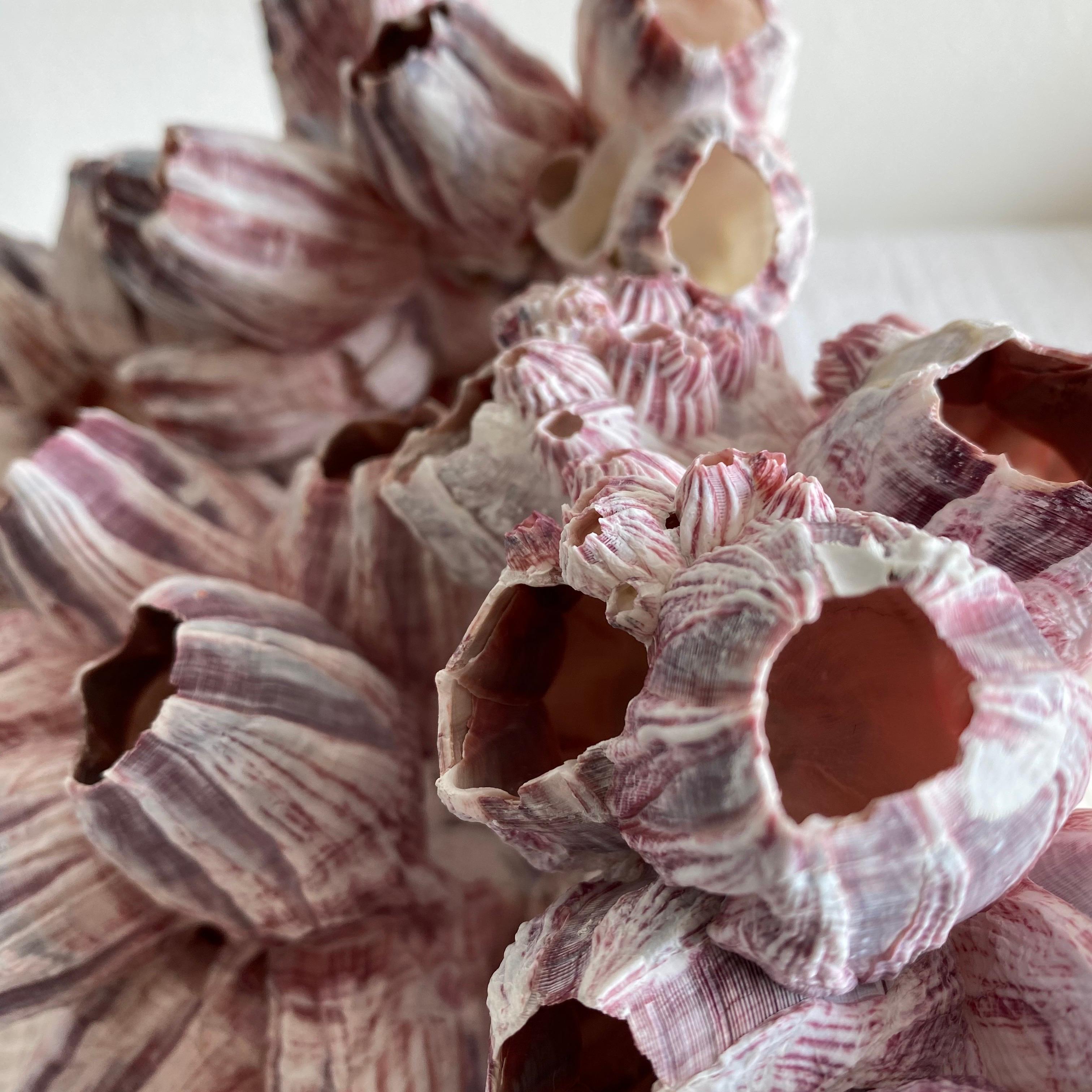 pink barnacle coral