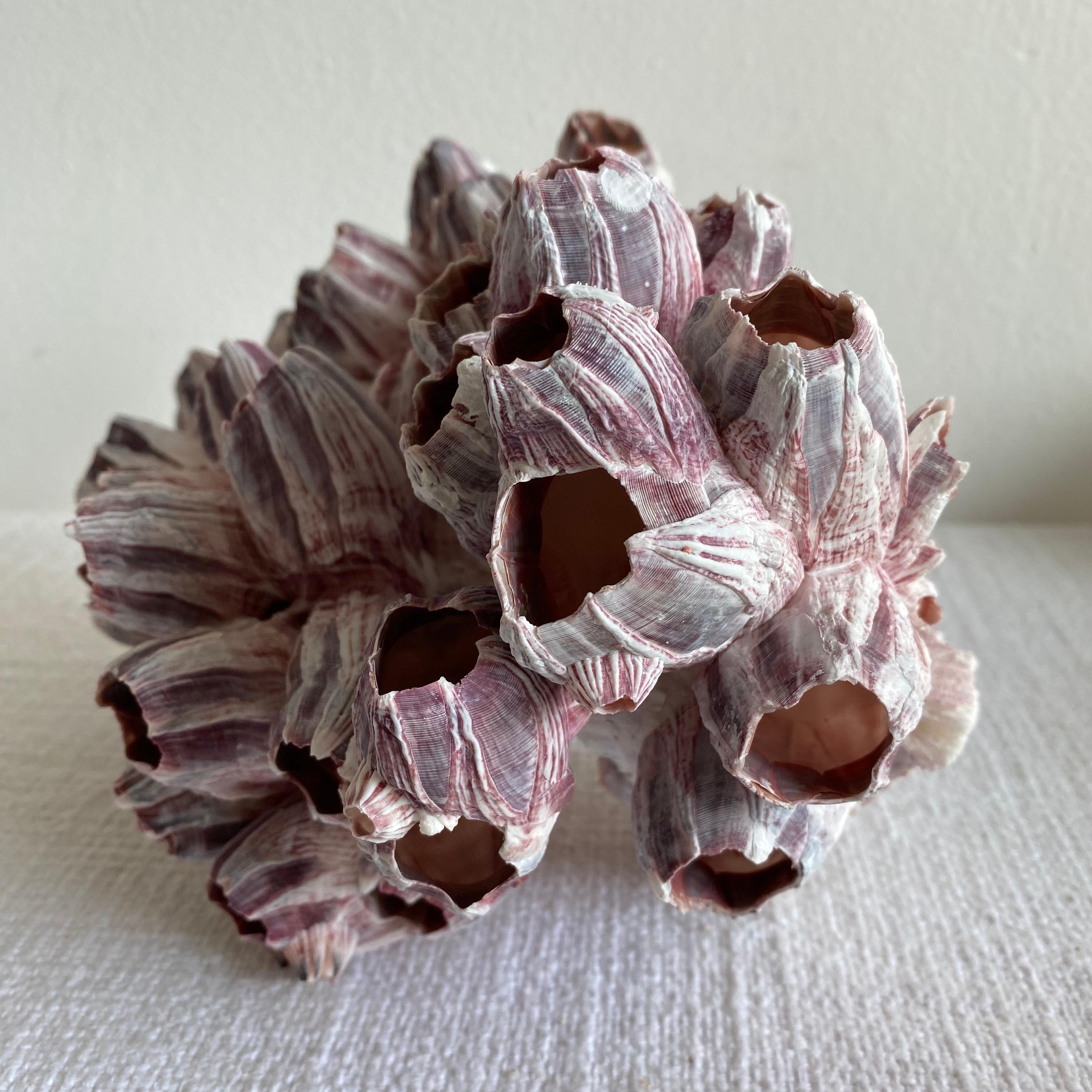 Real Faded Pink and Purple Barnacle Coral In Good Condition In Brea, CA