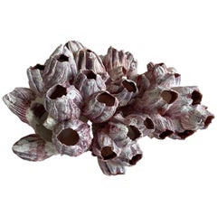 Real Faded Pink and Purple Barnacle Coral