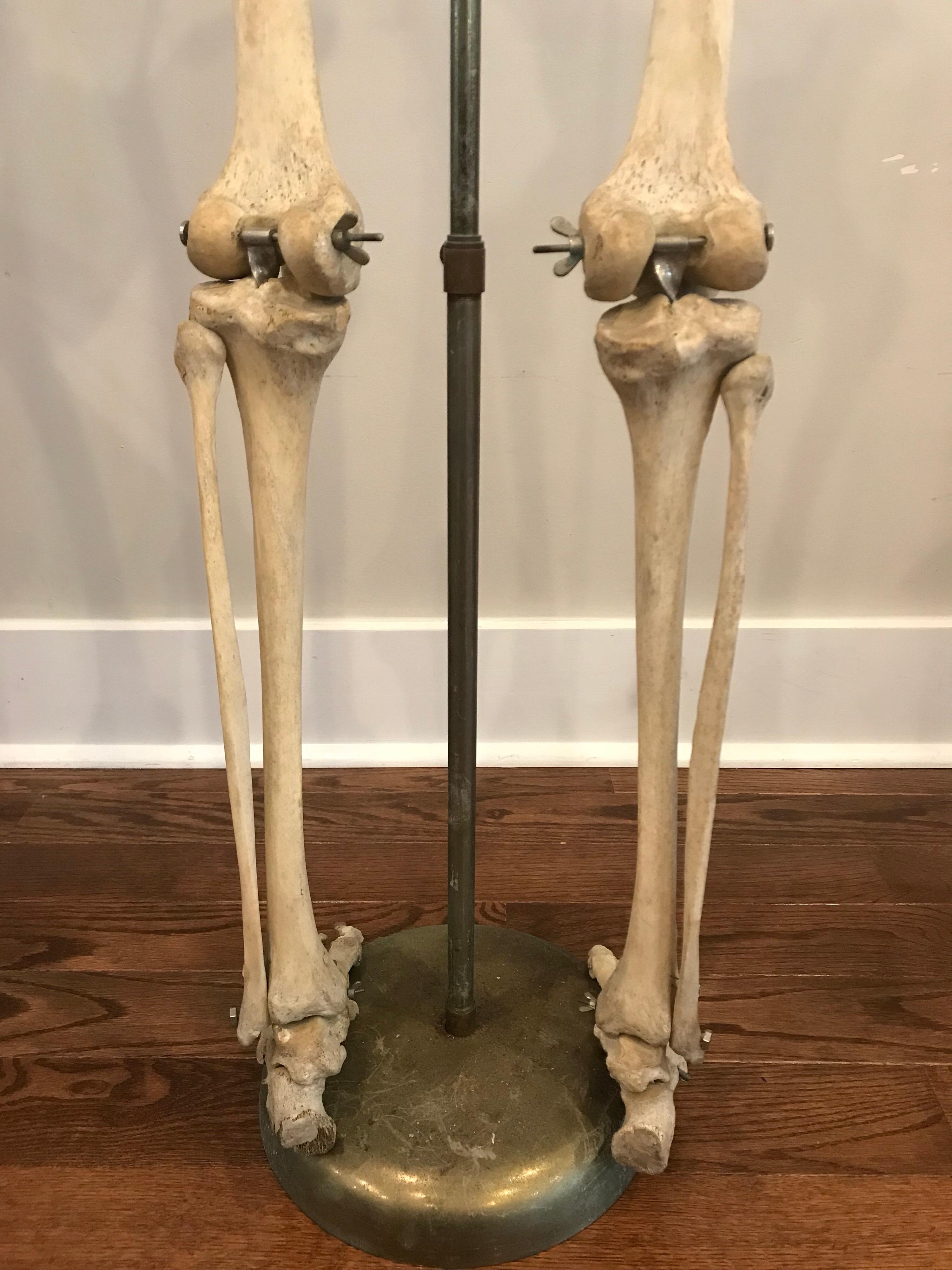 Steel Real Human Skeleton of Articulating Lower Extremities Leg & Foot Bones on Stand