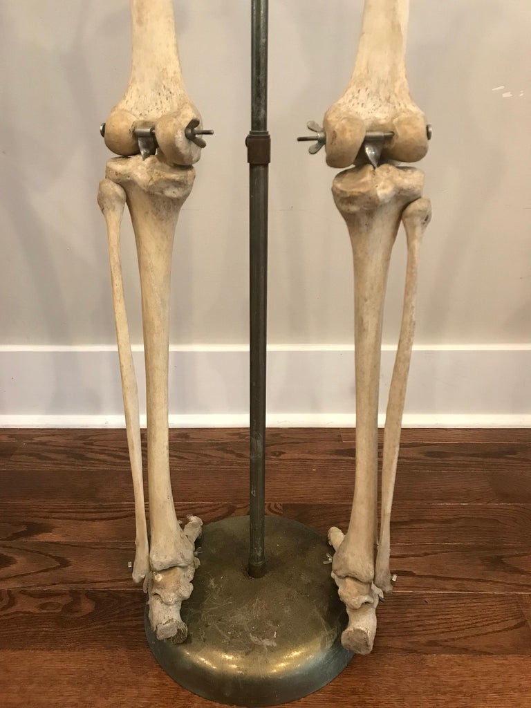 Real Human Skeleton of Articulating Lower Extremities Leg and Foot