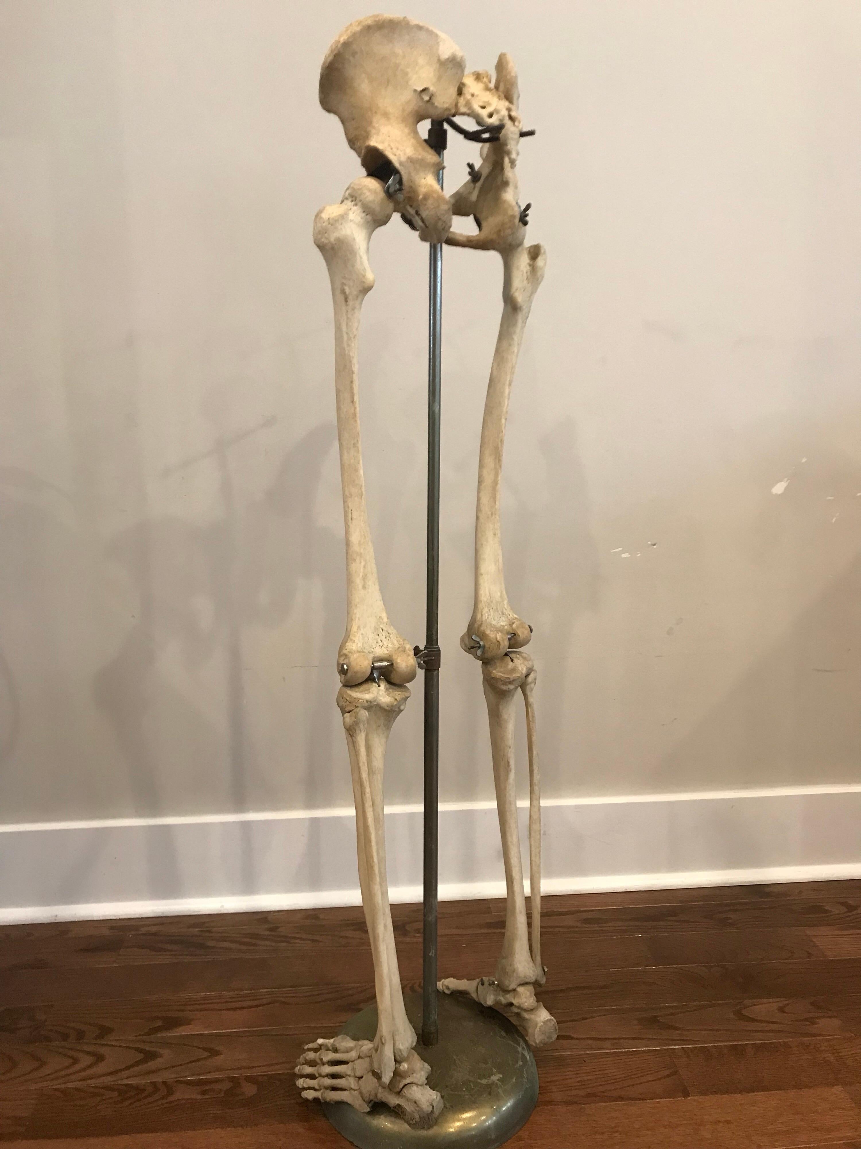 Real Human Skeleton of Articulating Lower Extremities Leg & Foot Bones on Stand 2