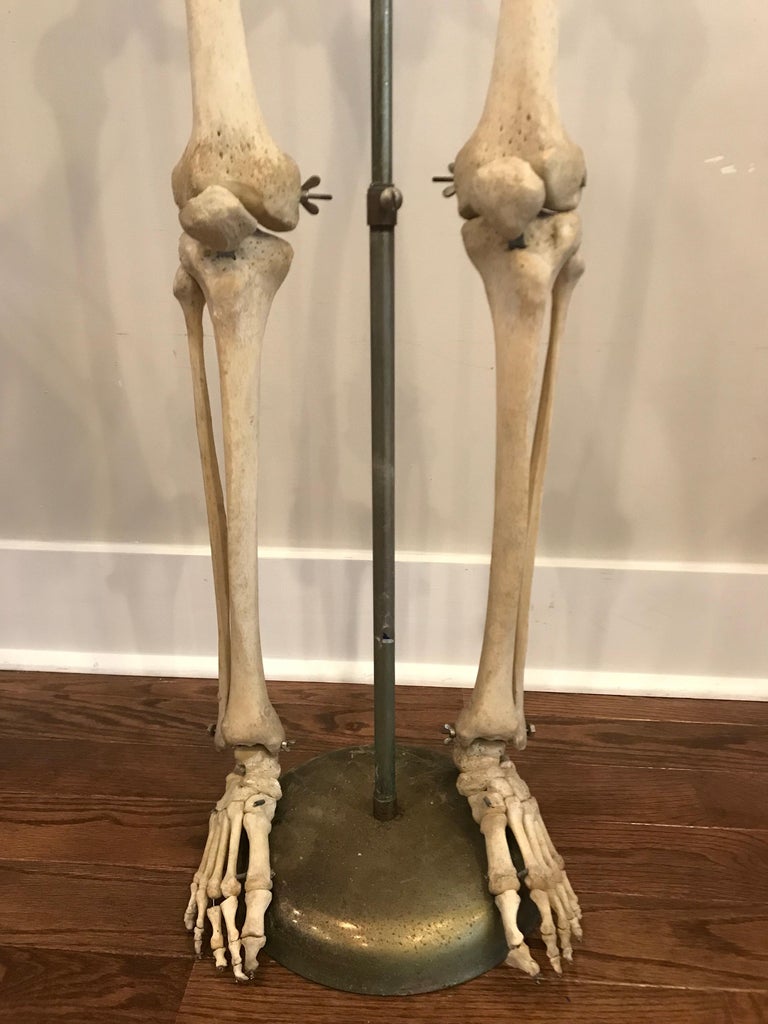 Bones In Leg Diagram : Human Leg Bone Structure - Human Anatomy Details
