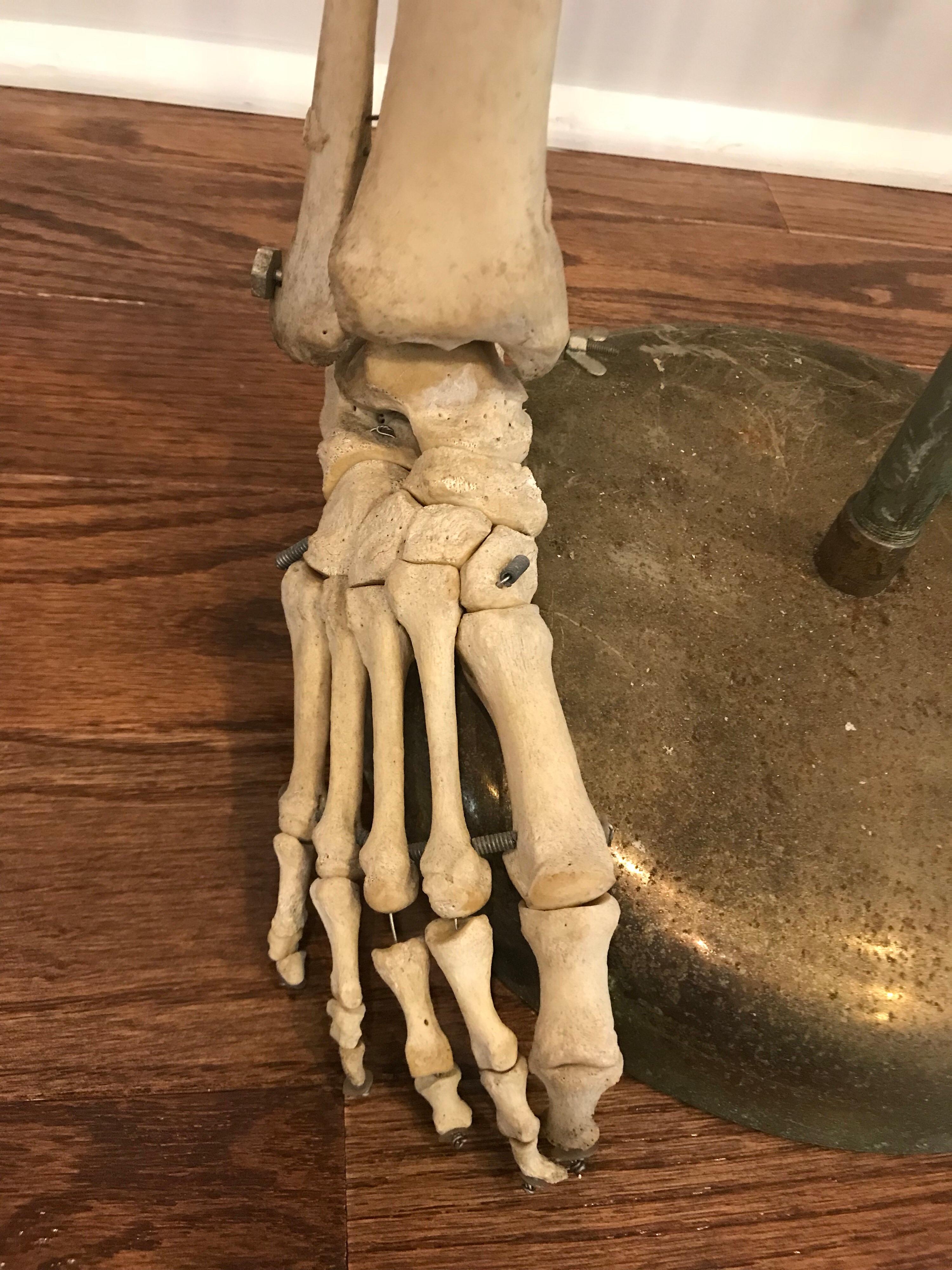 leg bone real