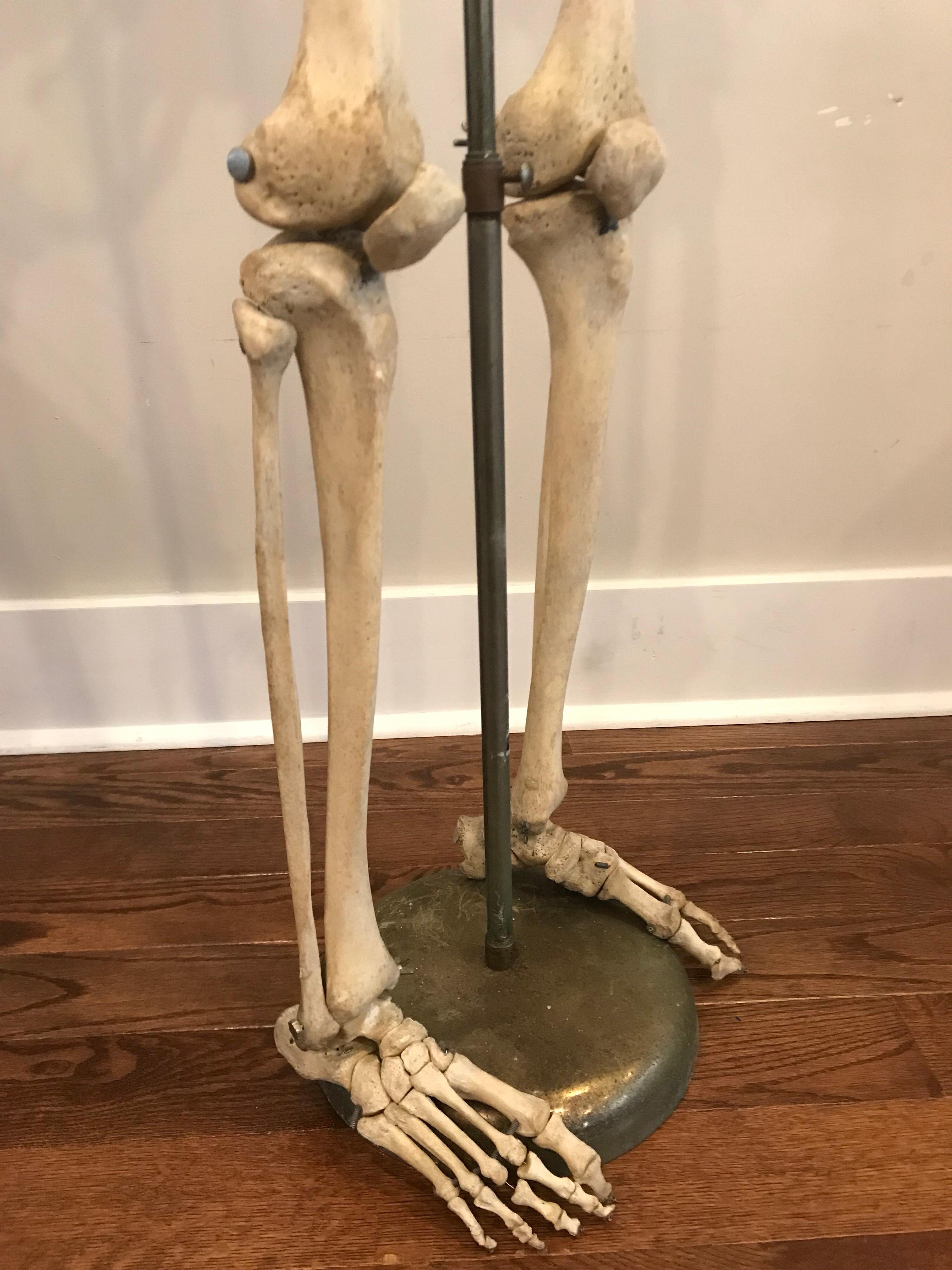 Mid-Century Modern Real Human Skeleton of Articulating Lower Extremities Leg & Foot Bones on Stand