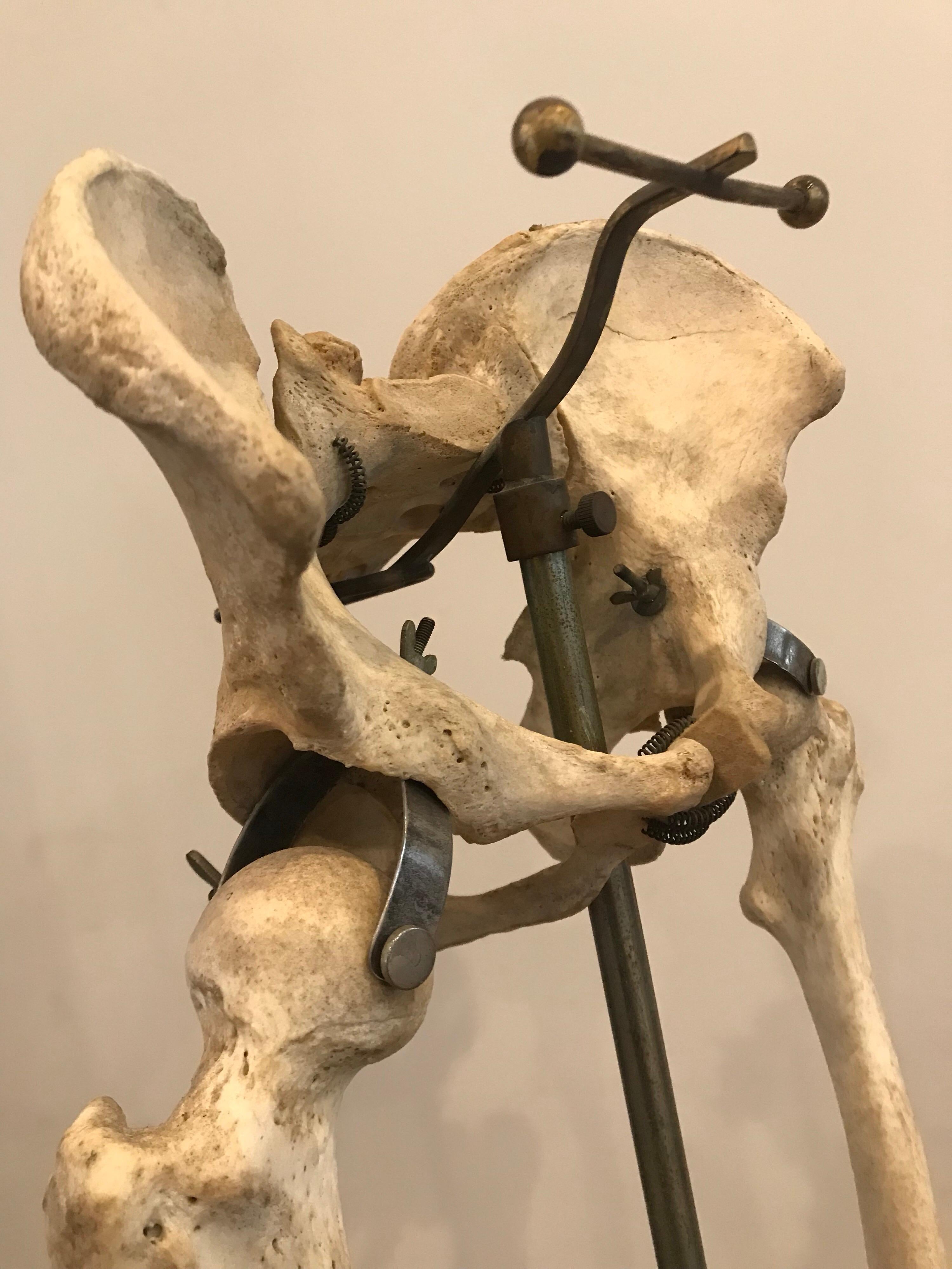 American Real Human Skeleton of Articulating Lower Extremities Leg & Foot Bones on Stand