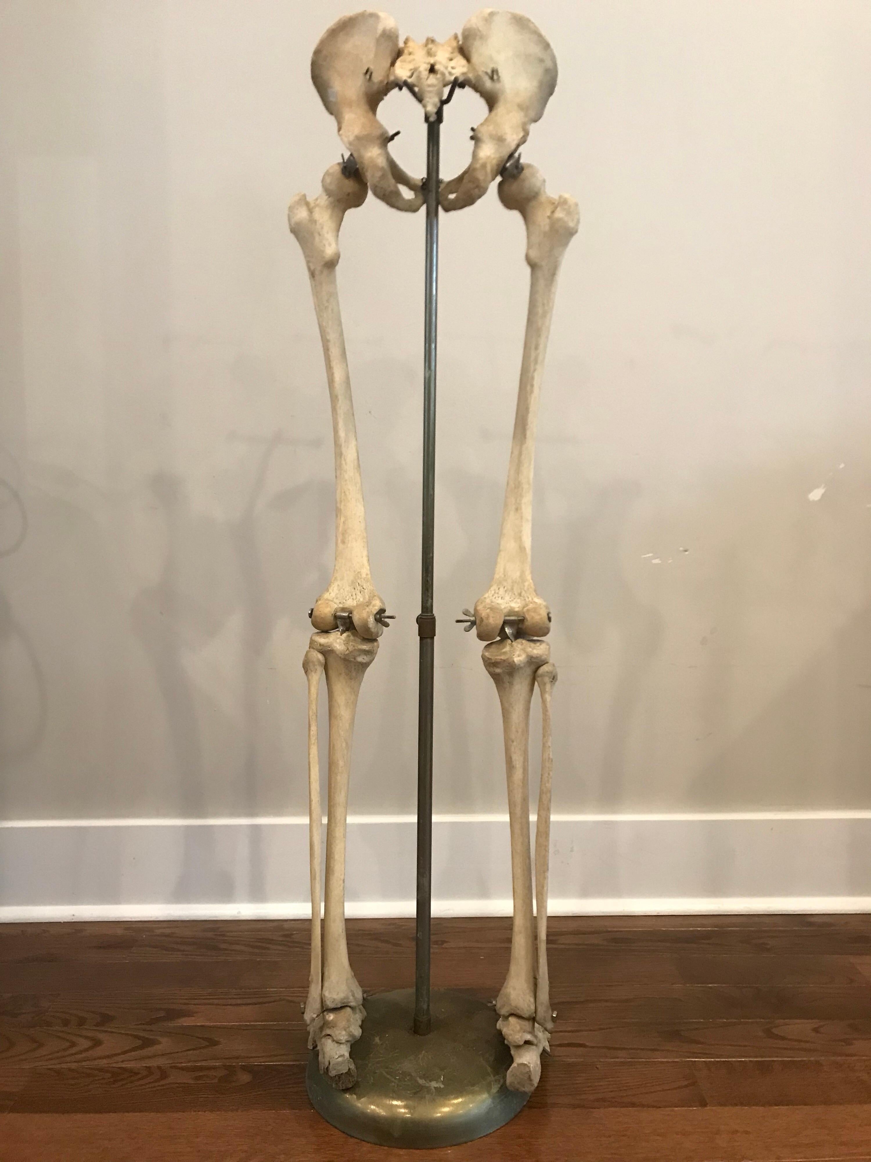 Real Human Skeleton of Articulating Lower Extremities Leg & Foot Bones on Stand In Good Condition In Philadelphia, PA
