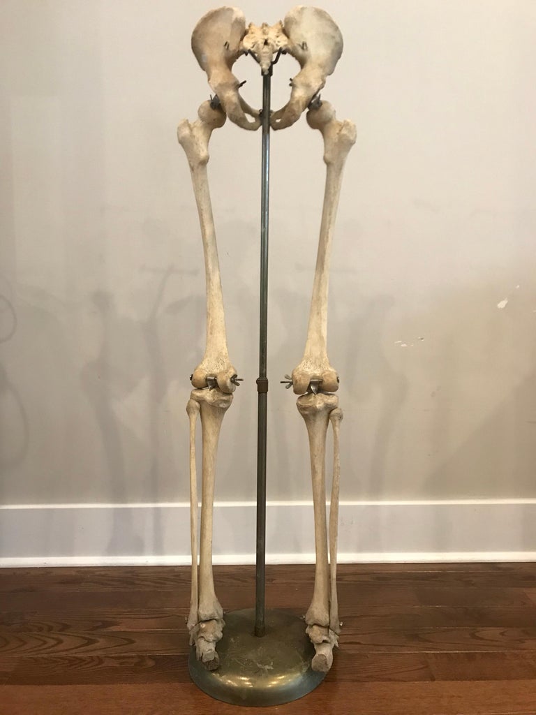 Real Human Skeleton of Articulating Lower Extremities Leg and Foot