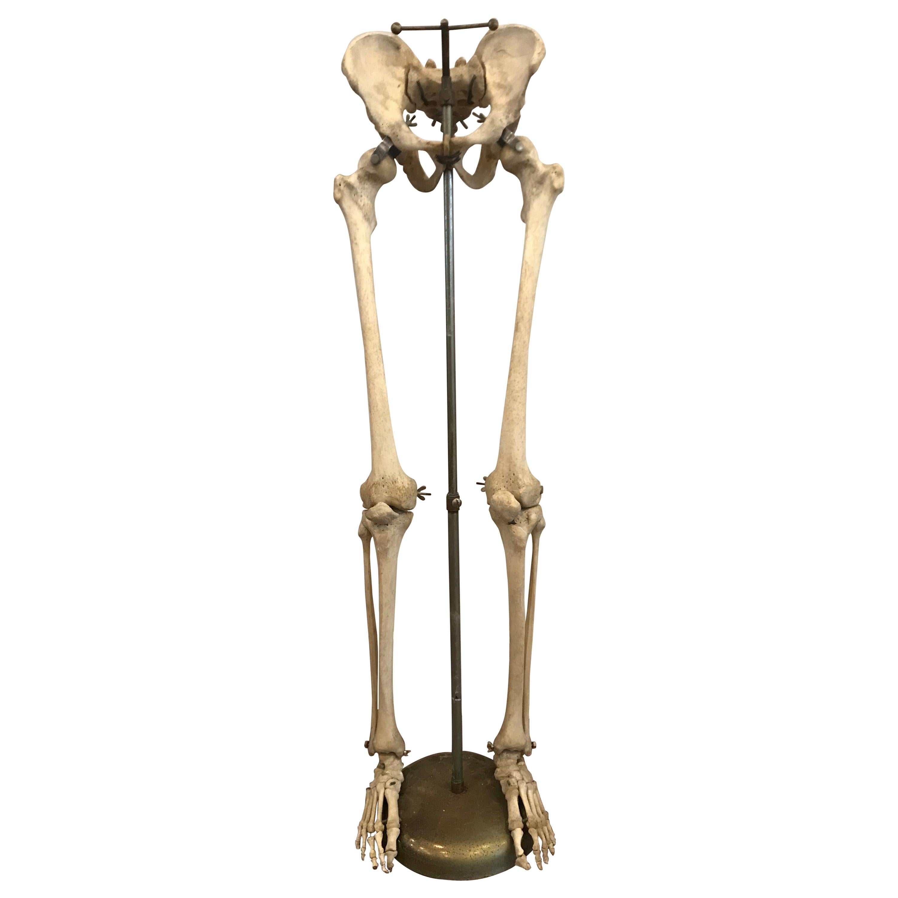 Real Human Skeleton of Articulating Lower Extremities Leg & Foot Bones on Stand