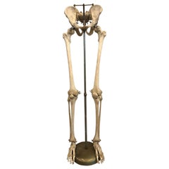 Vintage Real Human Skeleton of Articulating Lower Extremities Leg & Foot Bones on Stand