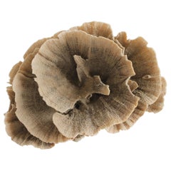 Real Natural Brown Lace Cup Coral