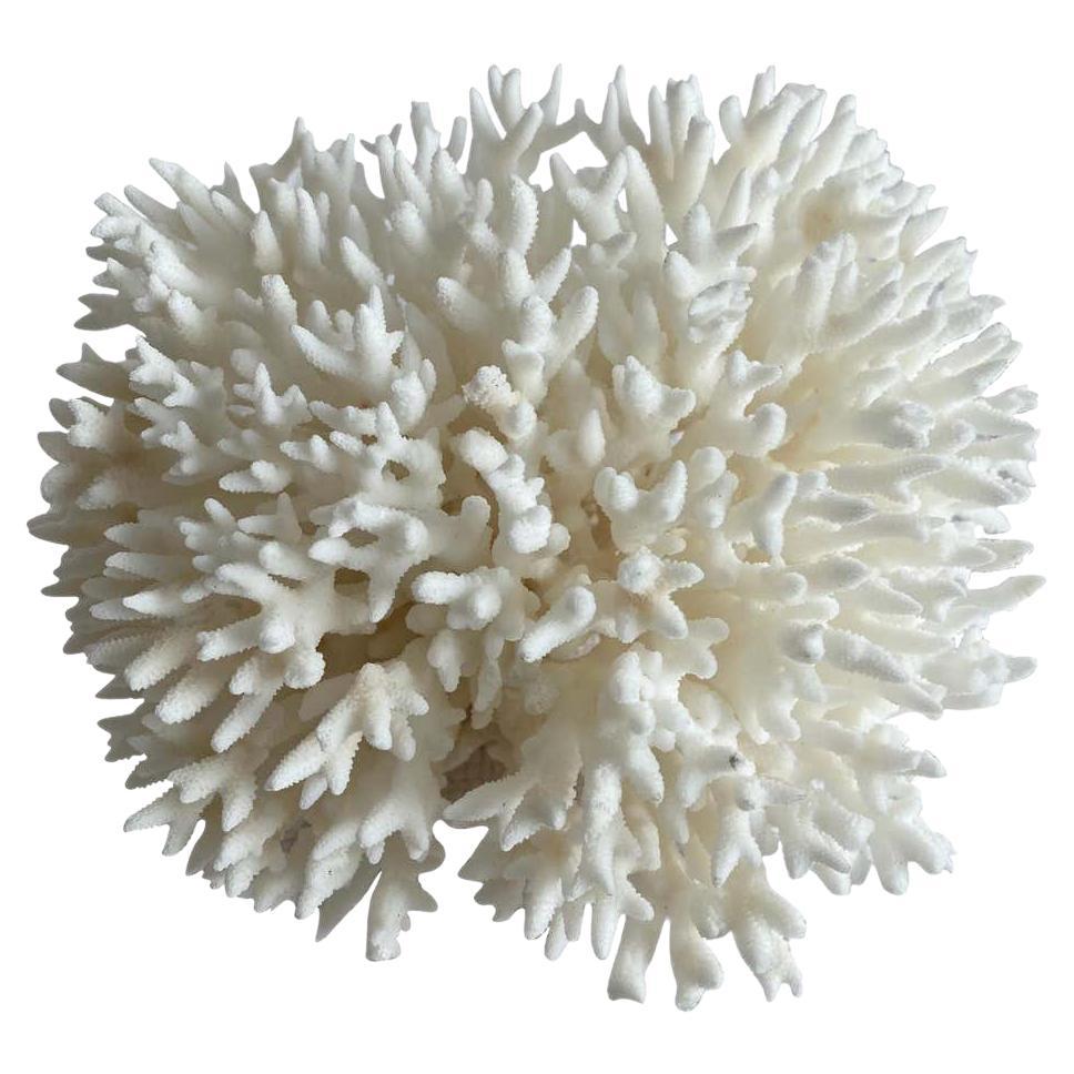 summit white bleached coral