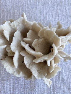 Real White Cactus Style Coral Specimen