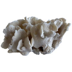 Real White Cactus Style Coral Specimen