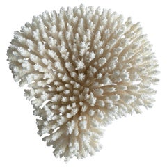 Real White Table Coral