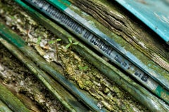 "Book Beauty I", Contemporary, School, Plant Life, Green, Blue, Color Photograph