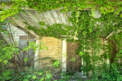 "Duration", Contemporary Landscape, Nature, Vines, Green, Color Photograph