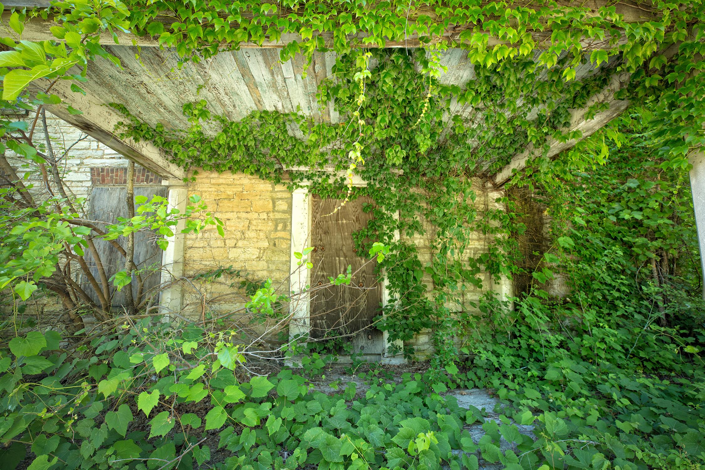 Rebecca Skinner Landscape Photograph - "Duration", contemporary, landscape, nature, vines, green, color photograph