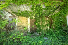 "Duration", contemporary, landscape, nature, vines, green, color photograph