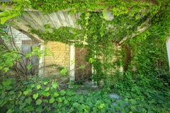 "Dauer", zeitgenössisch, Landschaft, Natur, Reben, grün, Farbfotografie