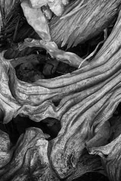 "Erosion #1", Contemporary, Abstract, Black, White, Tree, Roots, Photograph