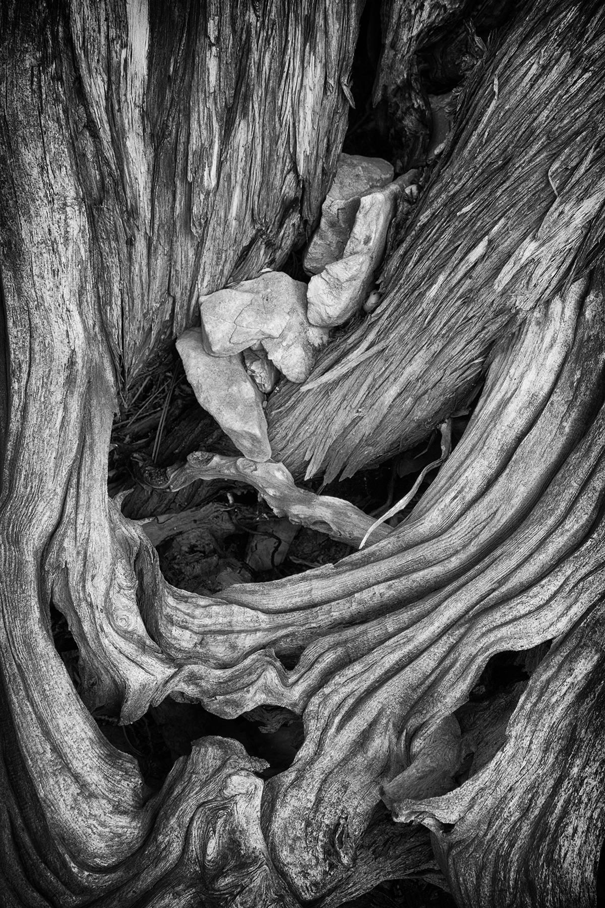Rebecca Skinner Black and White Photograph - "Erosion #1", black and white, abstract, tree, roots, bark, landscape, photo