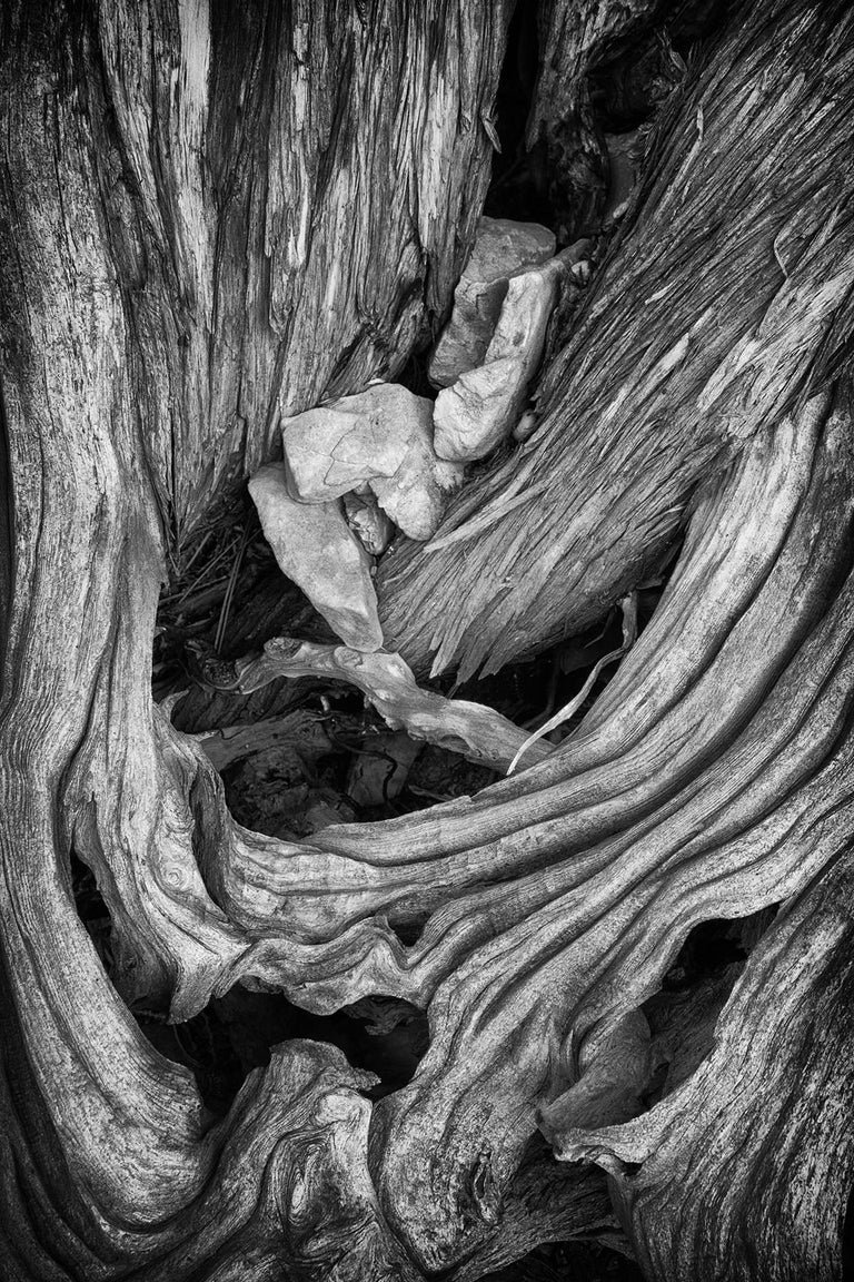 Rebecca Skinner Black and White Photograph - "Erosion #1", black and white, abstract, photo, tree, roots, bark, landscape