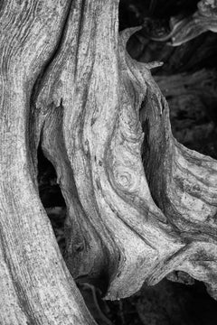 "Erosion #2", Contemporary Landscape, Tree, Roots, Black, White, Photograph
